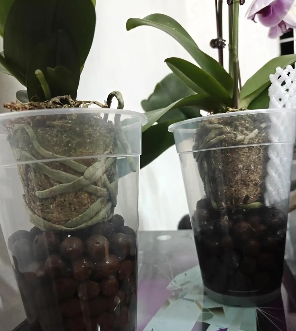 秋季蝴蝶蘭長勢差，用3個笨招養根，多到裝不下，第三種少有人知