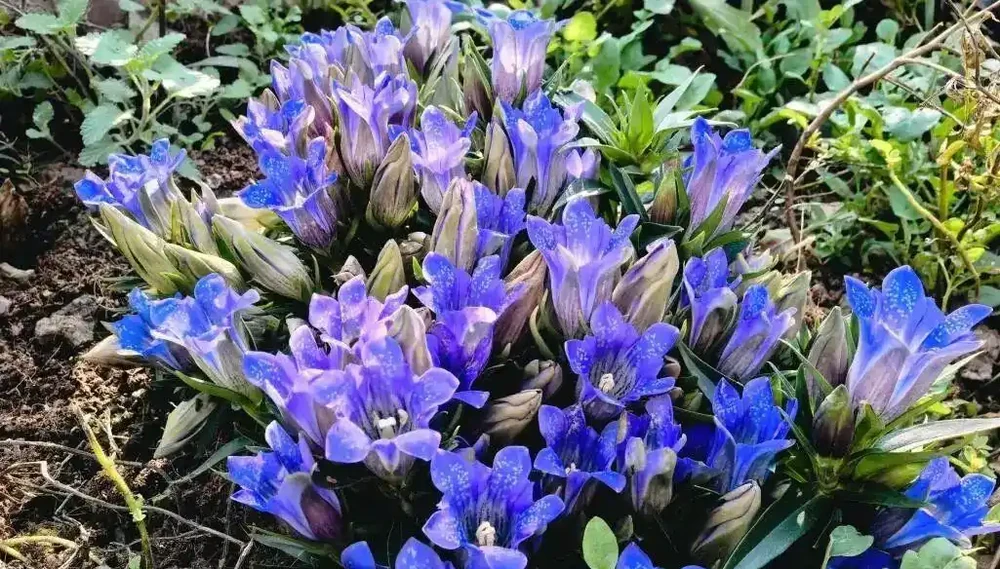 超全！100種常見植物開花時間表！春夏秋冬一目瞭然，養花不再等盲花