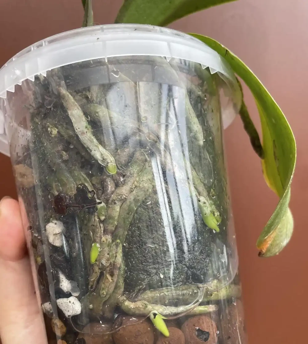 秋季蝴蝶蘭長勢差，用3個笨招養根，多到裝不下，第三種少有人知