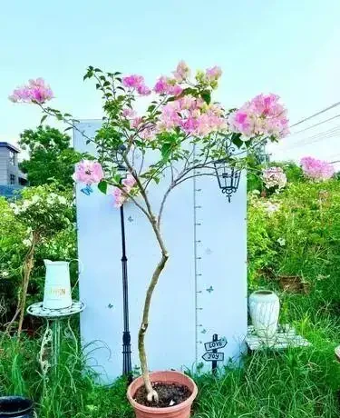 超全！100種常見植物開花時間表！春夏秋冬一目瞭然，養花不再等盲花