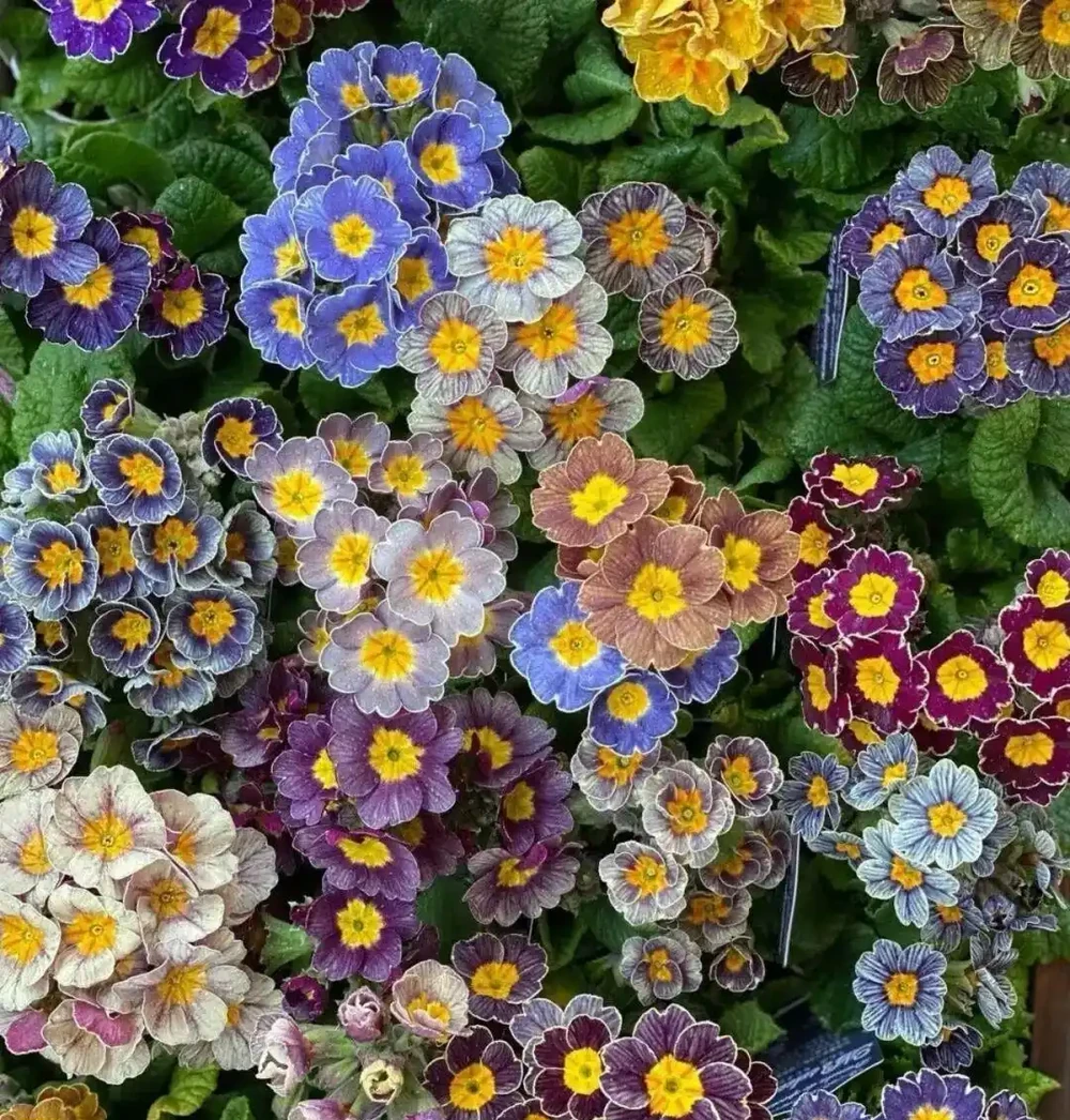 超全！100種常見植物開花時間表！春夏秋冬一目瞭然，養花不再等盲花