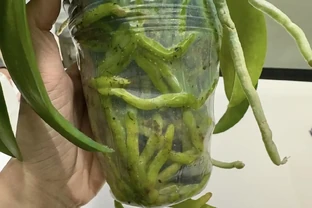 秋季蝴蝶蘭長勢差，用3個笨招養根，多到裝不下，第三種少有人知