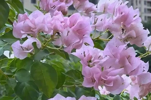 超全！100種常見植物開花時間表！春夏秋冬一目瞭然，養花不再等盲花