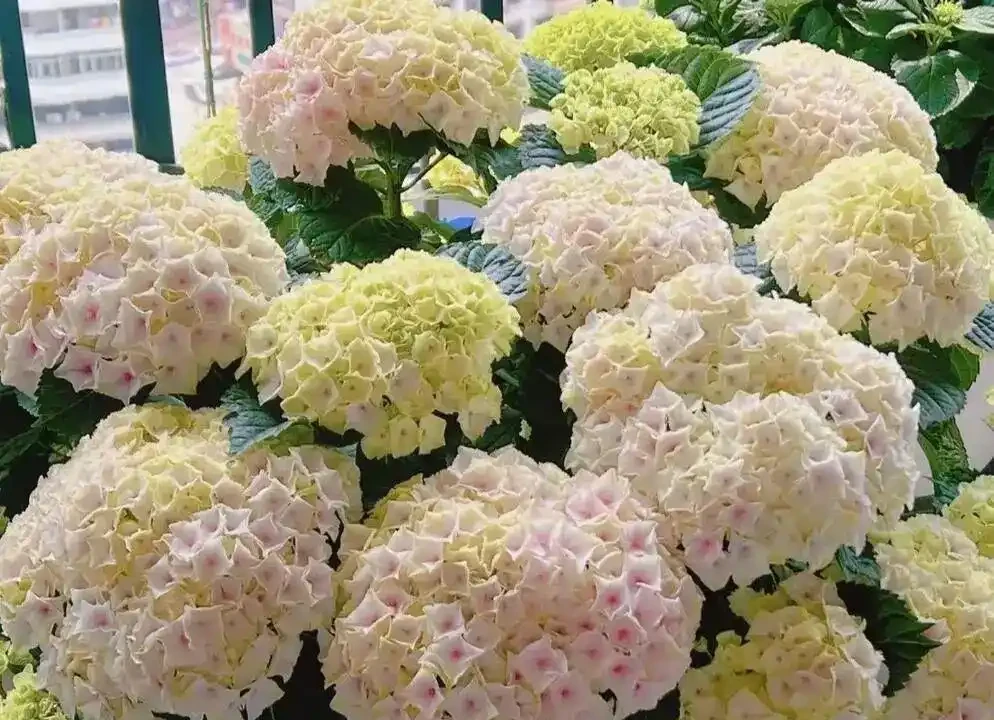 插枝總黑杆、不長根?掌握這幾個絕招,7天爆白根,插一棵活一棵