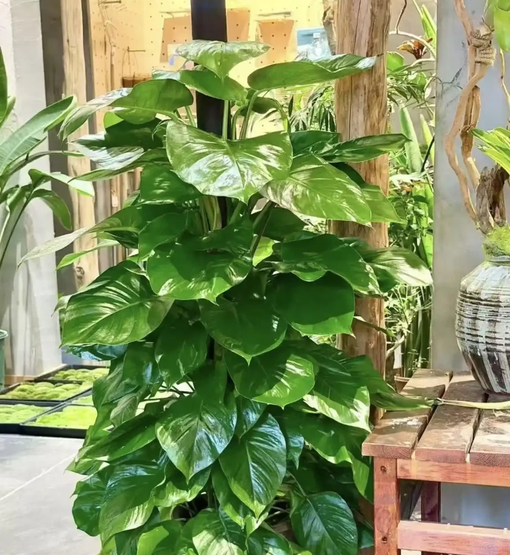 4種適合客廳養的皮實花,少操心好養活,越養家裡越舒坦