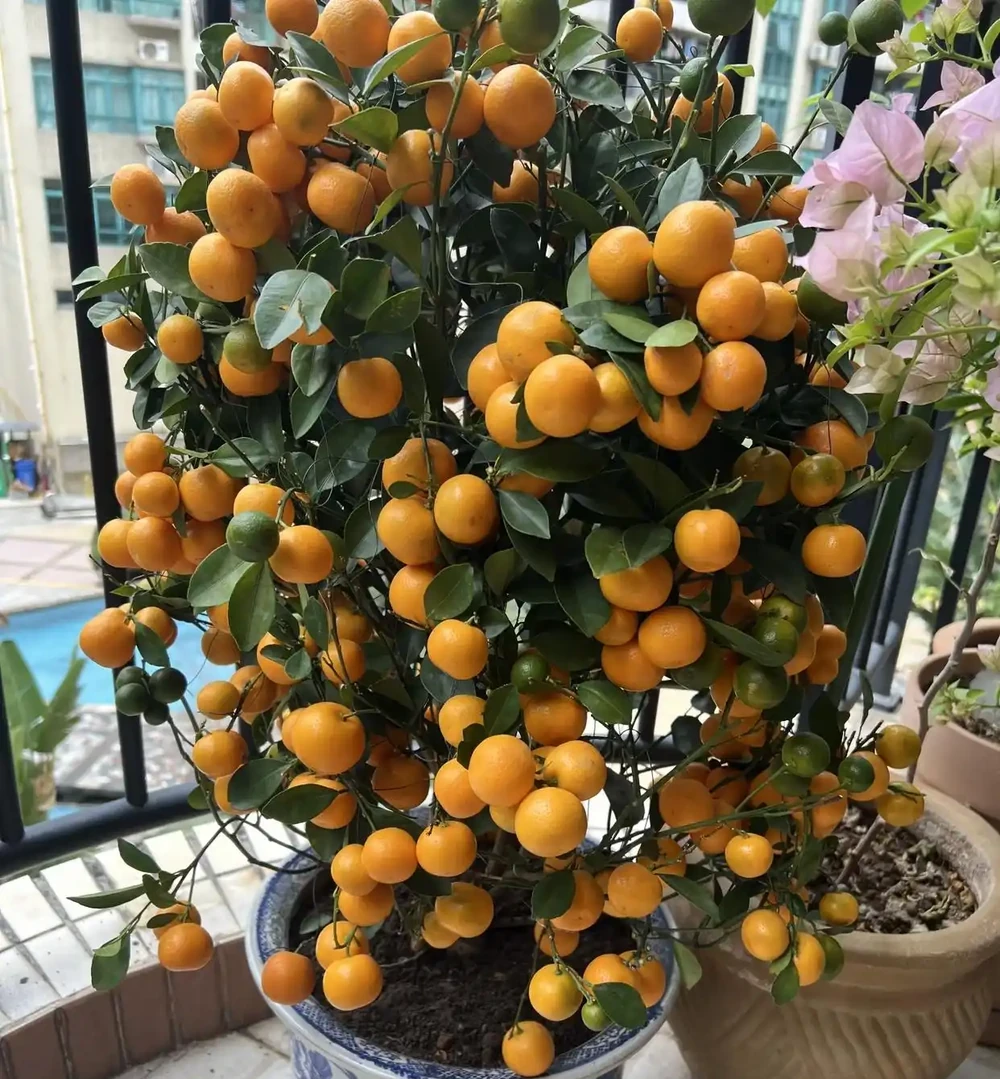 4種適合客廳養的皮實花,少操心好養活,越養家裡越舒坦