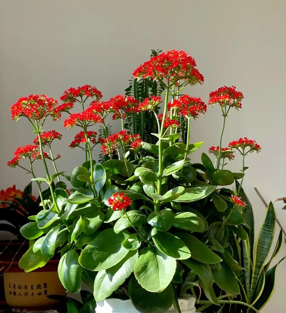 4種適合客廳養的皮實花,少操心好養活,越養家裡越舒坦