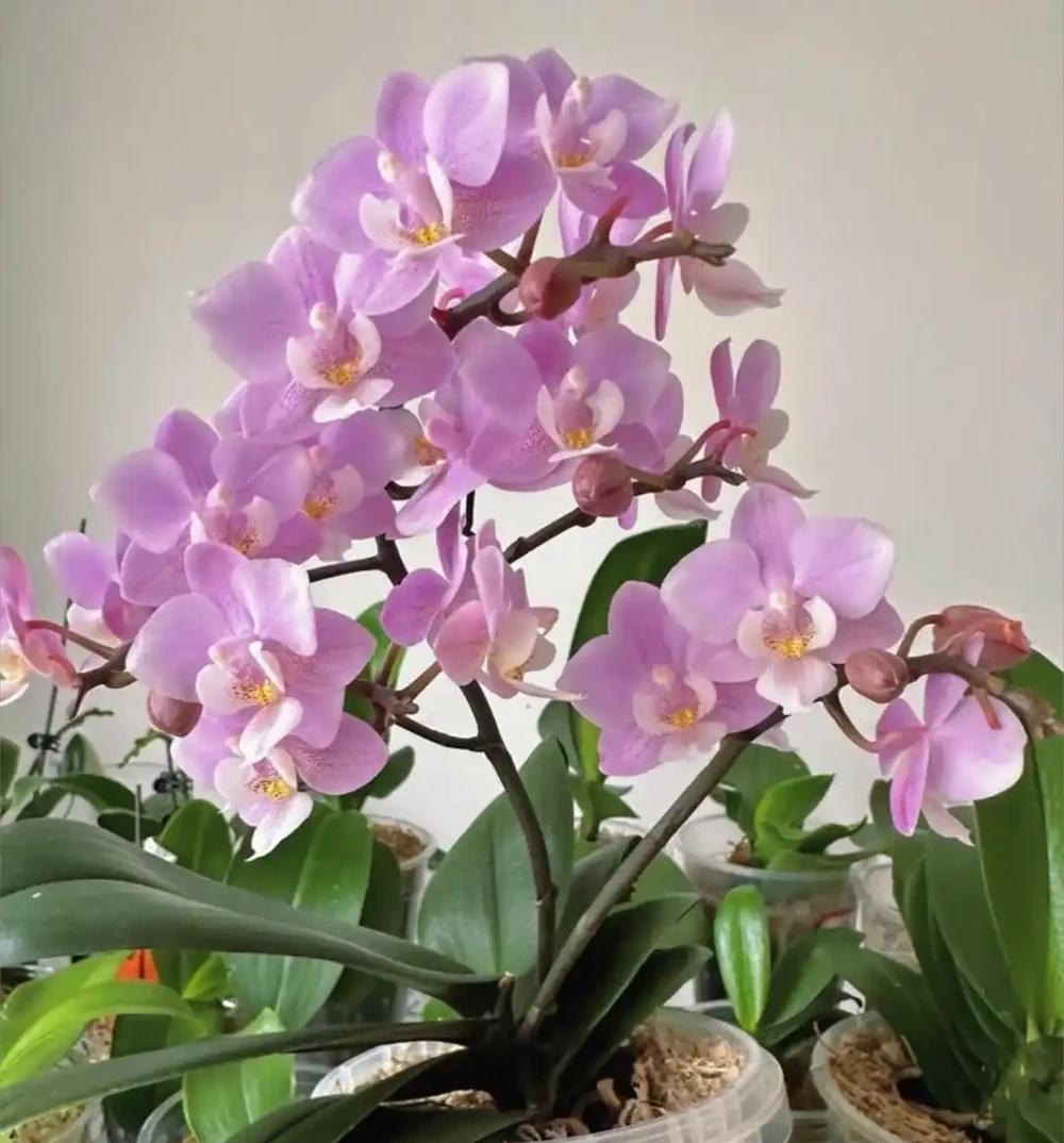 4種適合客廳養的皮實花,少操心好養活,越養家裡越舒坦