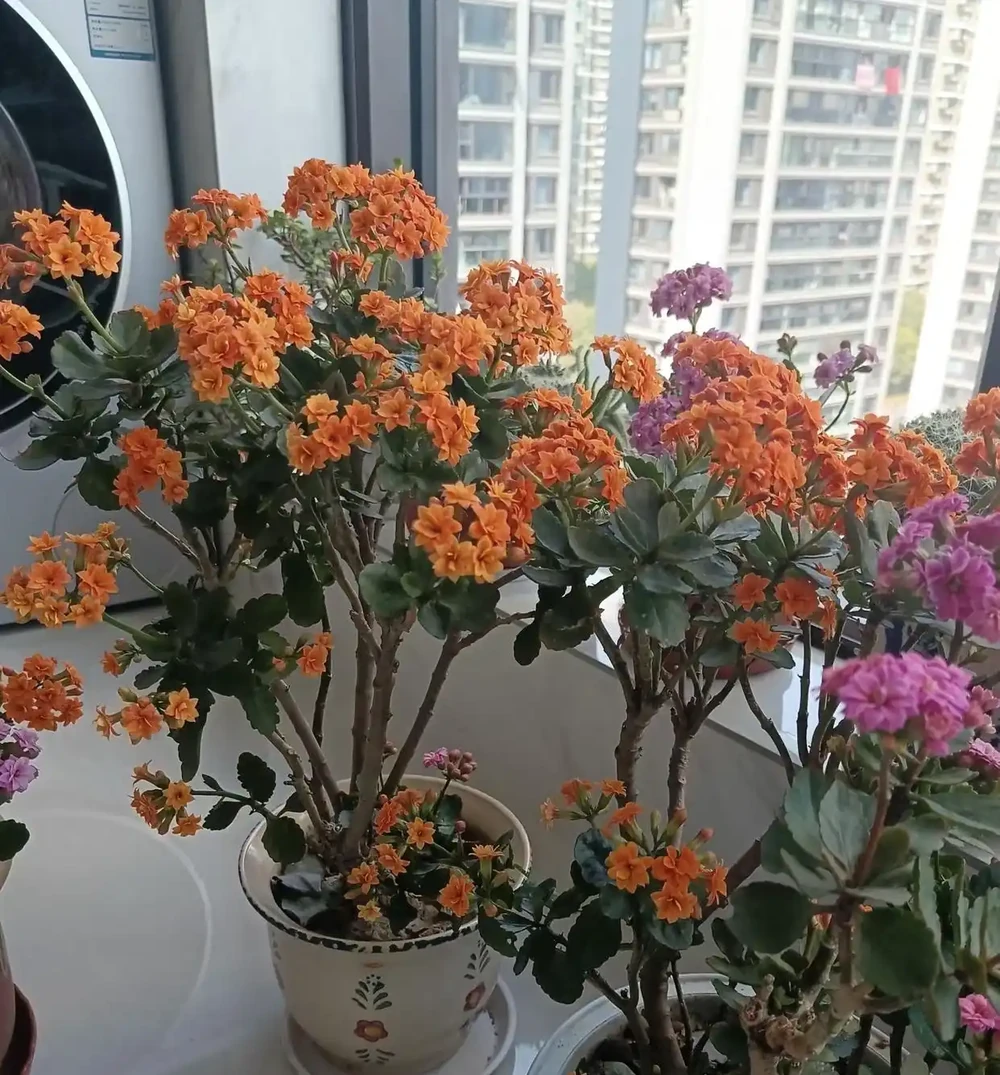 4種適合客廳養的皮實花,少操心好養活,越養家裡越舒坦
