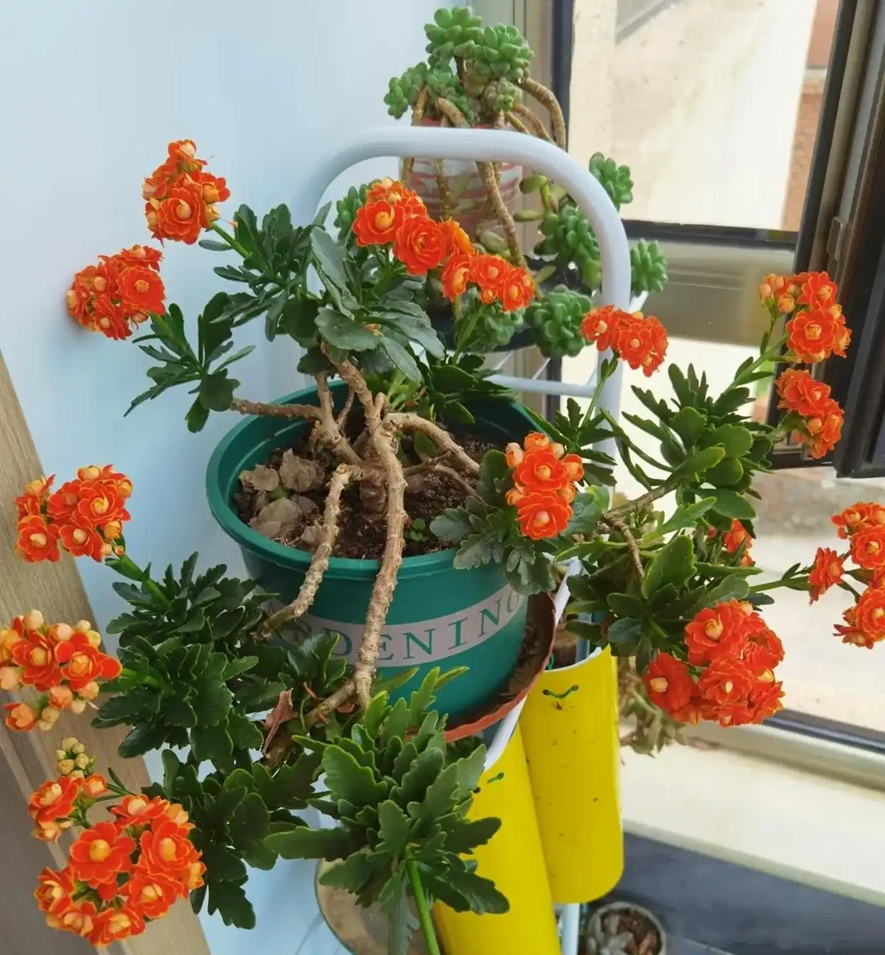 4種適合客廳養的皮實花,少操心好養活,越養家裡越舒坦