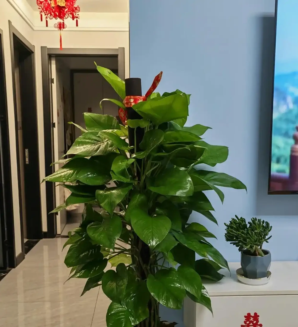 4種適合客廳養的皮實花,少操心好養活,越養家裡越舒坦