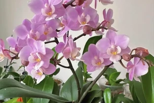 4種適合客廳養的皮實花，少操心好養活，越養家裡越舒坦