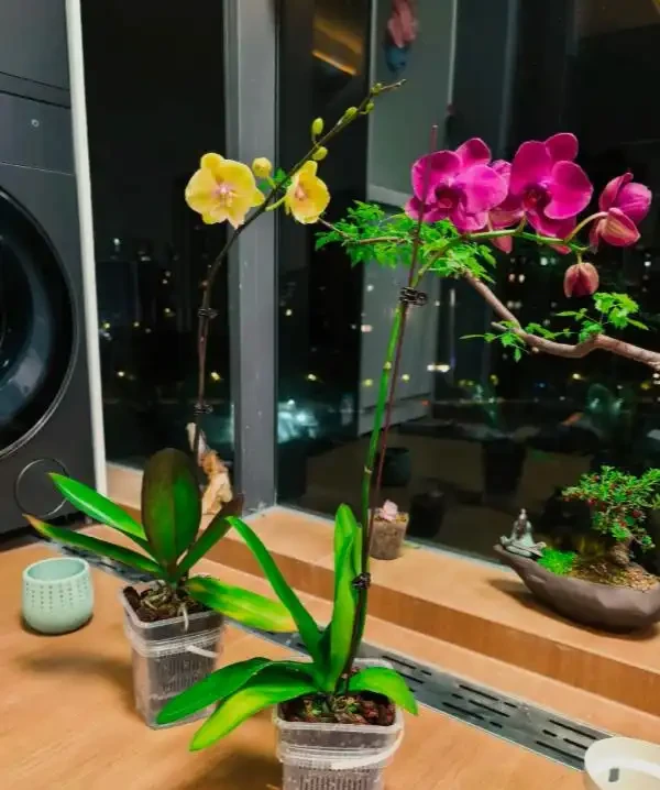 我養死8盆蝴蝶蘭後,總結了3條 「血淚經驗」,新手千萬別踩坑