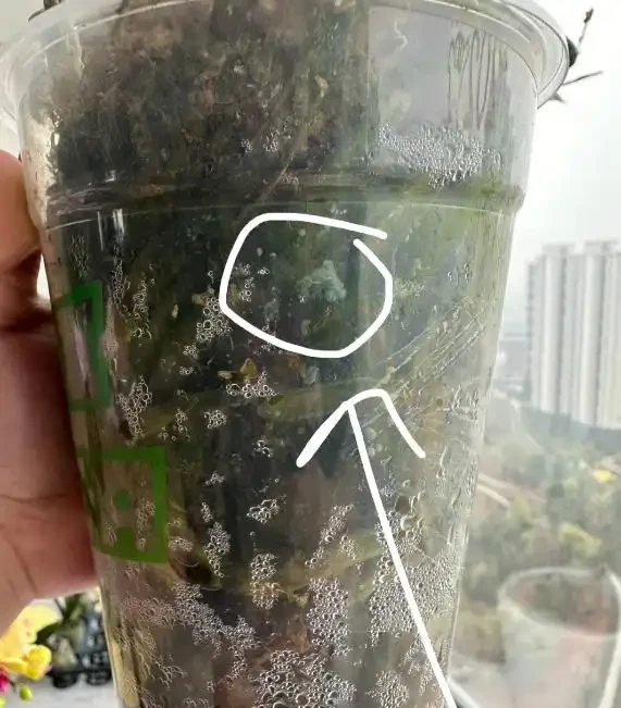 我養死8盆蝴蝶蘭後,總結了3條 「血淚經驗」,新手千萬別踩坑