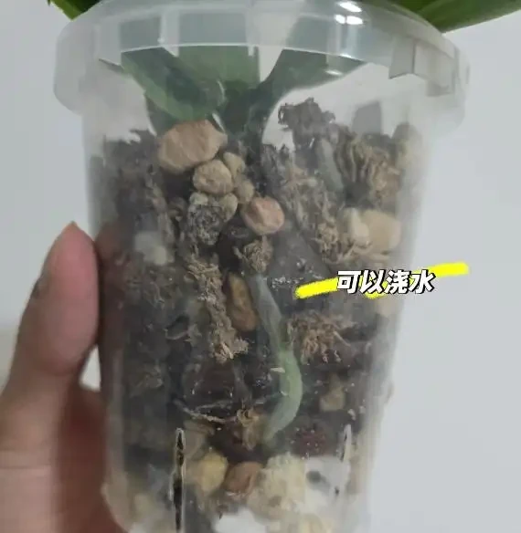 我養死8盆蝴蝶蘭後,總結了3條 「血淚經驗」,新手千萬別踩坑