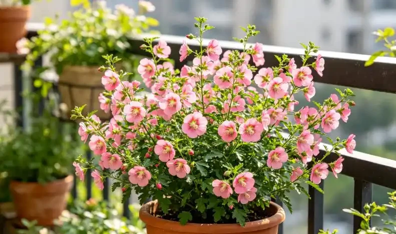 9月這6種花，大水大肥伺候，花開爆，這4種花大水大肥根爛了