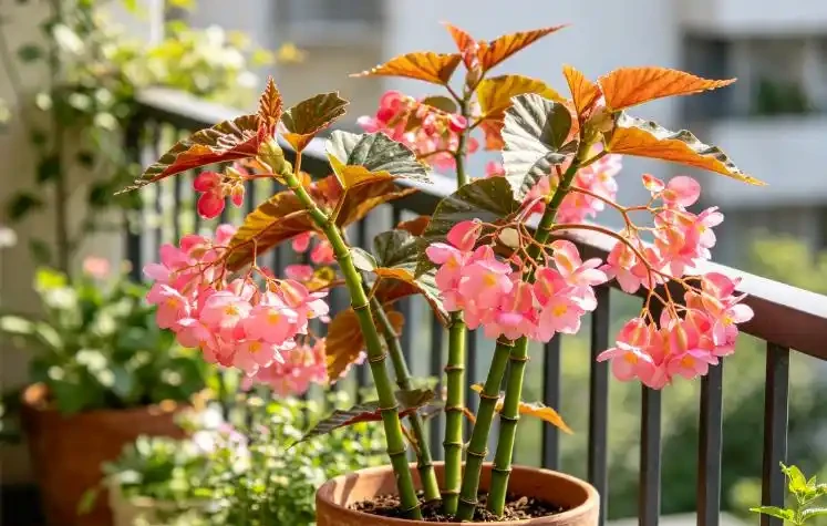 9月這6種花，大水大肥伺候，花開爆，這4種花大水大肥根爛了