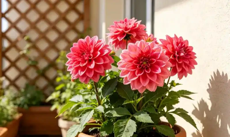 9月這6種花，大水大肥伺候，花開爆，這4種花大水大肥根爛了