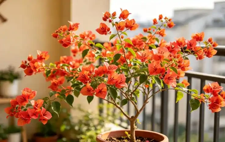 9月這6種花，大水大肥伺候，花開爆，這4種花大水大肥根爛了
