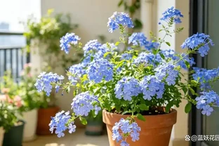 9月這6種花，大水大肥伺候，花開爆，這4種花大水大肥根爛了