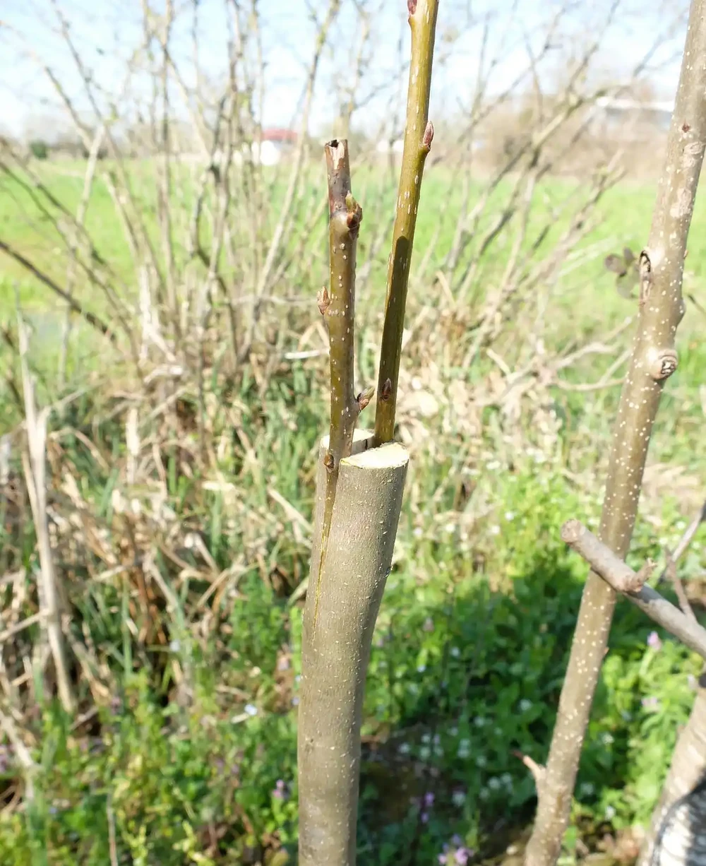 老樁玫瑰如何發芽?剪一刀泡個澡,30天冒滿新芽