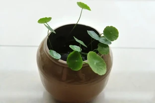 銅錢草滿盆擠成團？分盆加日常養護，一盆變十盆葉片巴掌大
