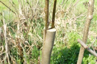 老樁玫瑰如何發芽？剪一刀泡個澡，30天冒滿新芽