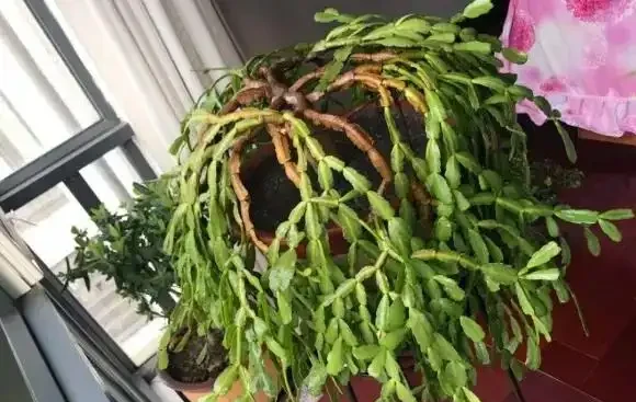 室內陽臺陽臺,最省心的就是螃蟹蘭,基本不用管,開花還很多