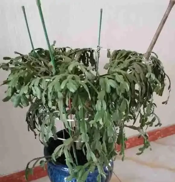室內陽臺陽臺,最省心的就是螃蟹蘭,基本不用管,開花還很多