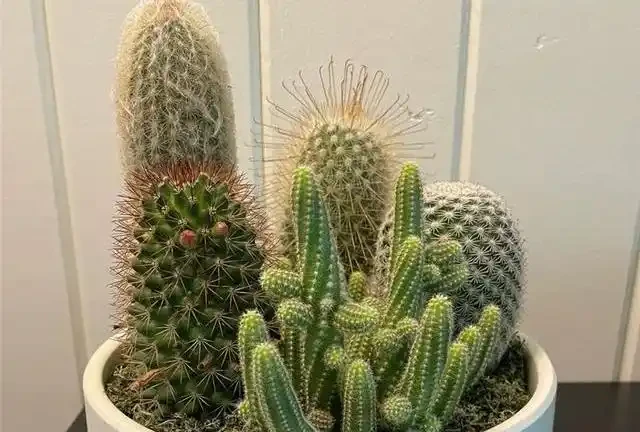 喬遷新居綠植清單:別亂買!這10種好養又旺宅的顏值天花板,千萬別錯過!