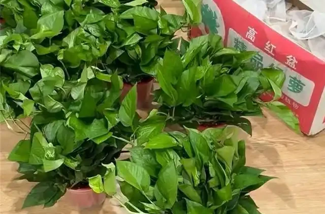 喬遷新居綠植清單:別亂買!這10種好養又旺宅的顏值天花板,千萬別錯過!