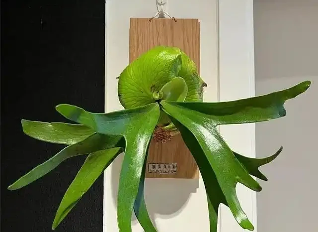 喬遷新居綠植清單:別亂買!這10種好養又旺宅的顏值天花板,千萬別錯過!