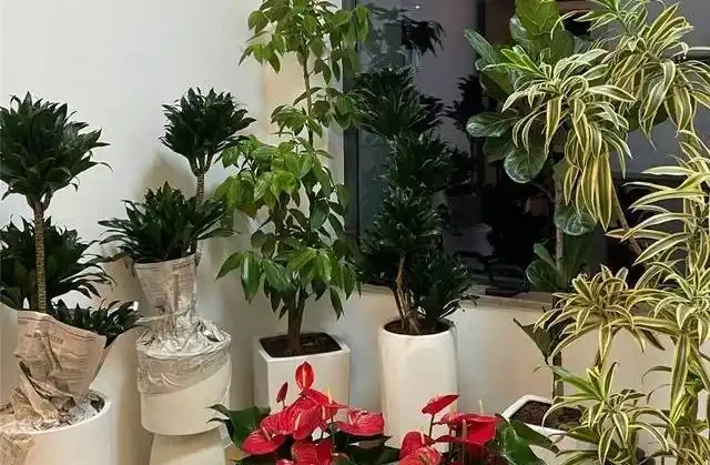 喬遷新居綠植清單:別亂買!這10種好養又旺宅的顏值天花板,千萬別錯過!
