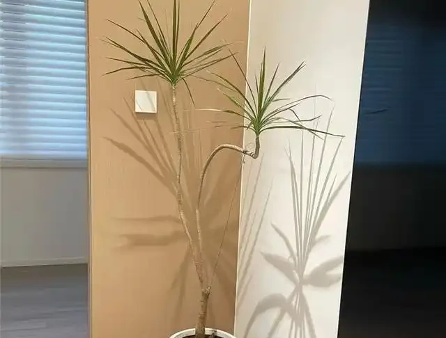 喬遷新居綠植清單:別亂買!這10種好養又旺宅的顏值天花板,千萬別錯過!