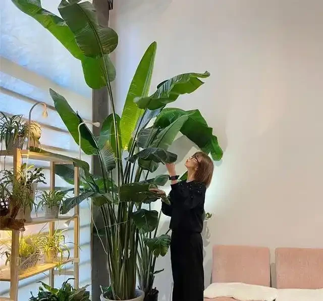 喬遷新居綠植清單:別亂買!這10種好養又旺宅的顏值天花板,千萬別錯過!
