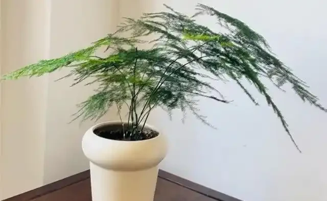 喬遷新居綠植清單:別亂買!這10種好養又旺宅的顏值天花板,千萬別錯過!