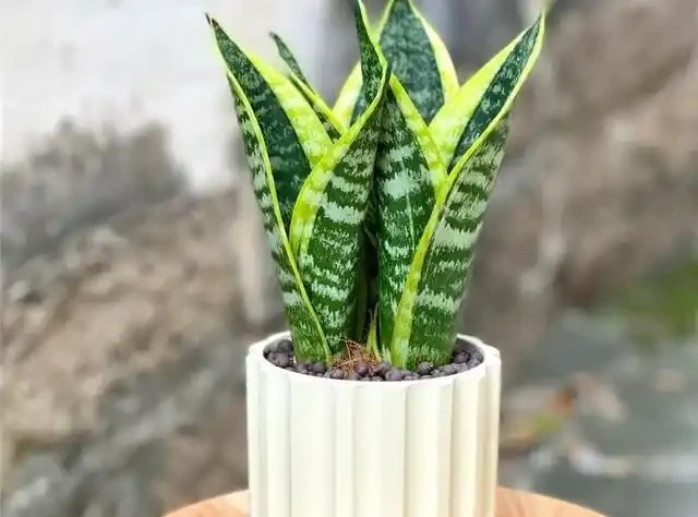 喬遷新居綠植清單:別亂買!這10種好養又旺宅的顏值天花板,千萬別錯過!