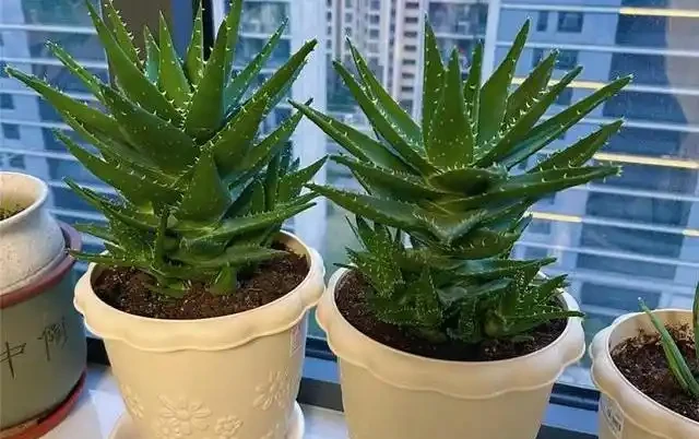 喬遷新居綠植清單:別亂買!這10種好養又旺宅的顏值天花板,千萬別錯過!