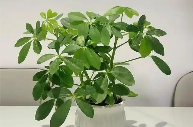 喬遷新居綠植清單:別亂買!這10種好養又旺宅的顏值天花板,千萬別錯過!