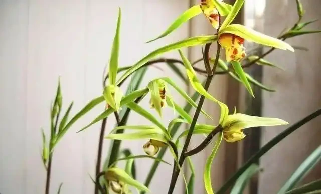 養花新手必看,冬天室內也能花開滿盆的秘密,選對這幾個品種讓你輕鬆實現四季花開自由!
