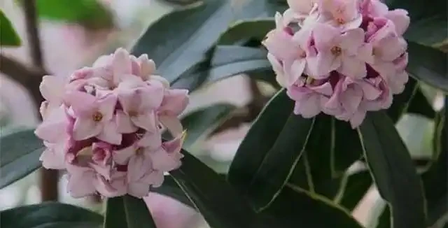 養花新手必看,冬天室內也能花開滿盆的秘密,選對這幾個品種讓你輕鬆實現四季花開自由!