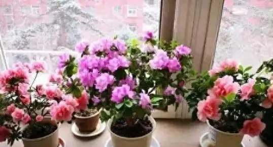 養花新手必看,冬天室內也能花開滿盆的秘密,選對這幾個品種讓你輕鬆實現四季花開自由!