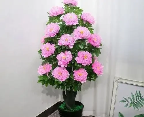 養花新手必看,冬天室內也能花開滿盆的秘密,選對這幾個品種讓你輕鬆實現四季花開自由!