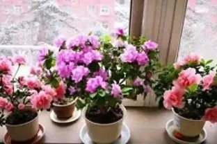 養花新手必看，冬天室內也能花開滿盆的秘密，選對這幾個品種讓你輕鬆實現四季花開自由！