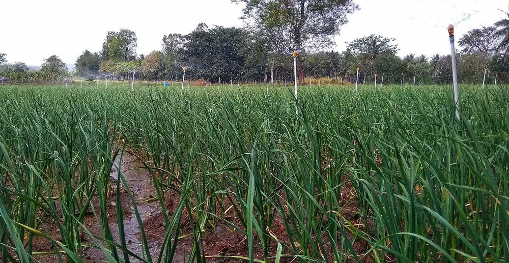 避免雞糞造成大蒜燒根及燒根後的解救措施