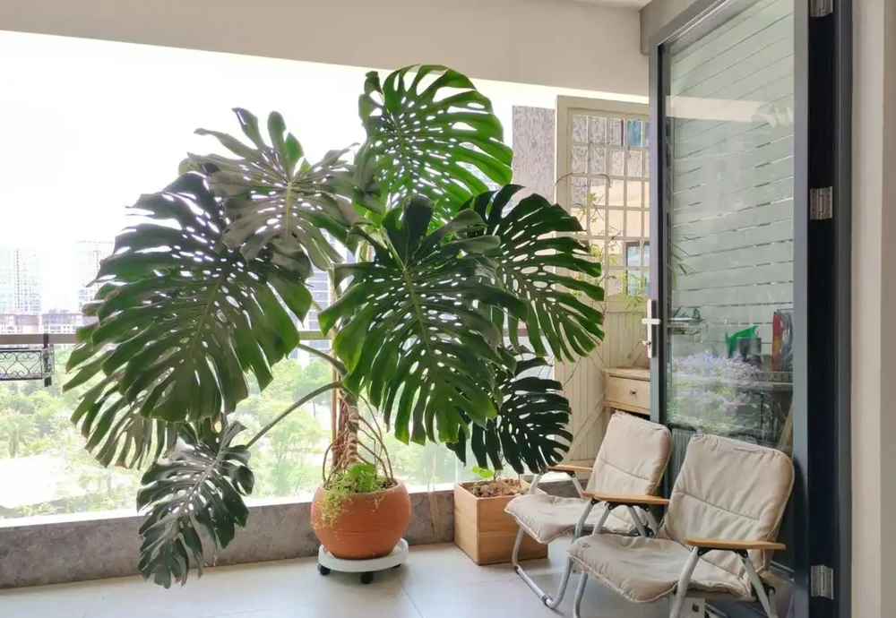 遼寧一女子養了8年的龜背芋,竟結出軟糯果實,感嘆:真是開眼了
