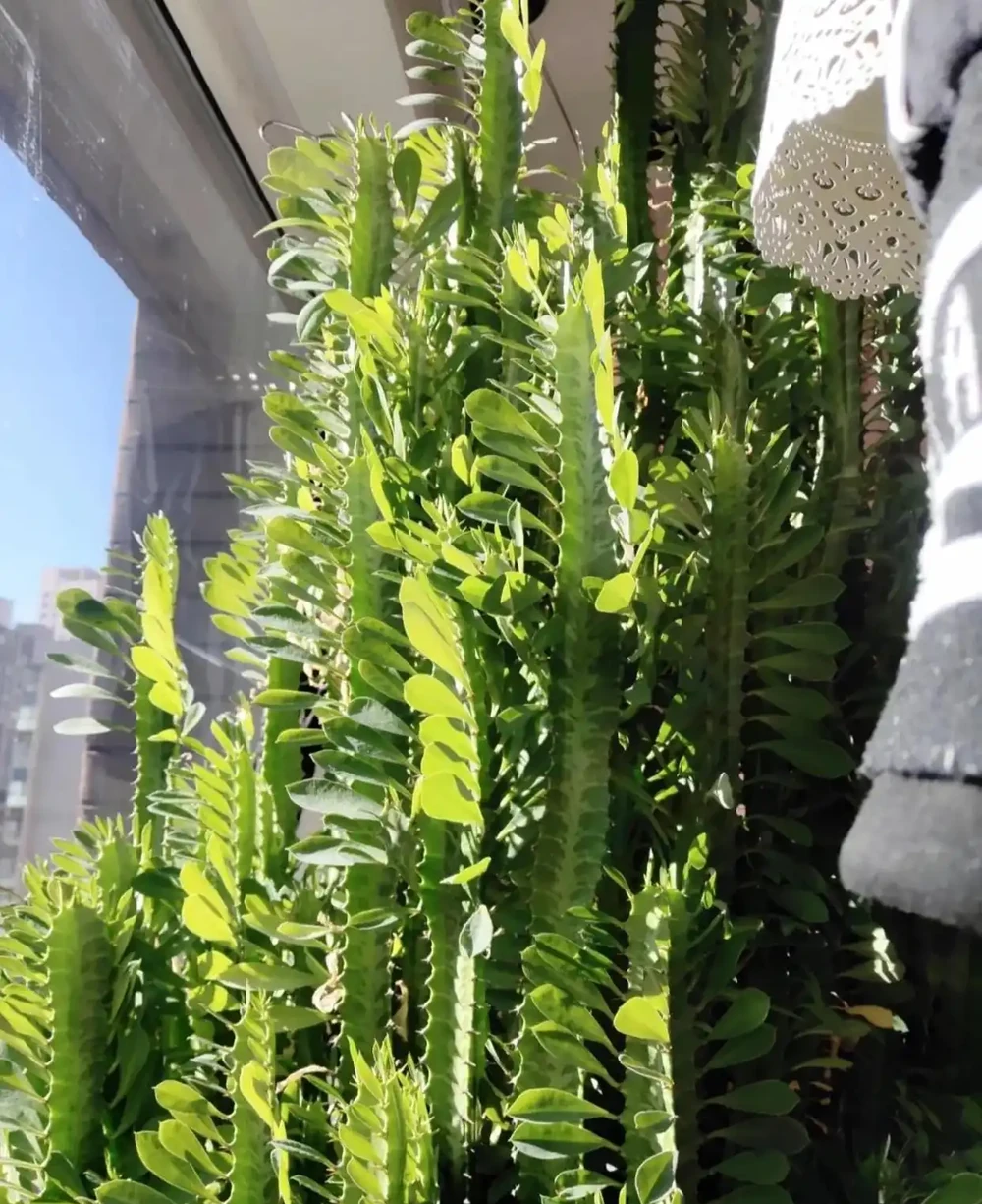 太有靈性了!爺爺「決定送走30年仙人柱」的當天,它開花了,網友:成精了