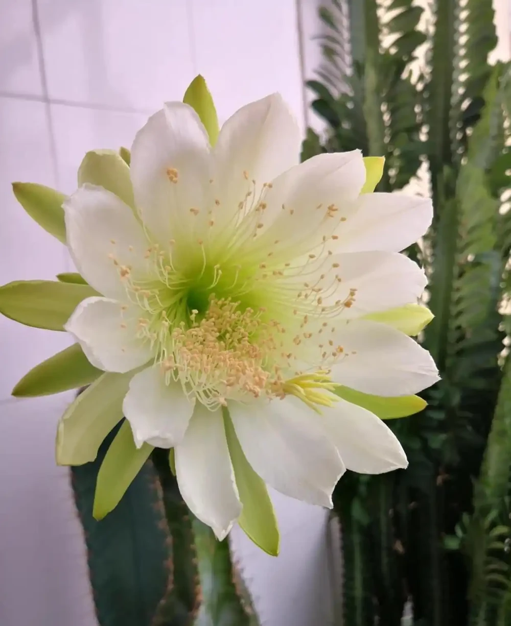 太有靈性了!爺爺「決定送走30年仙人柱」的當天,它開花了,網友:成精了