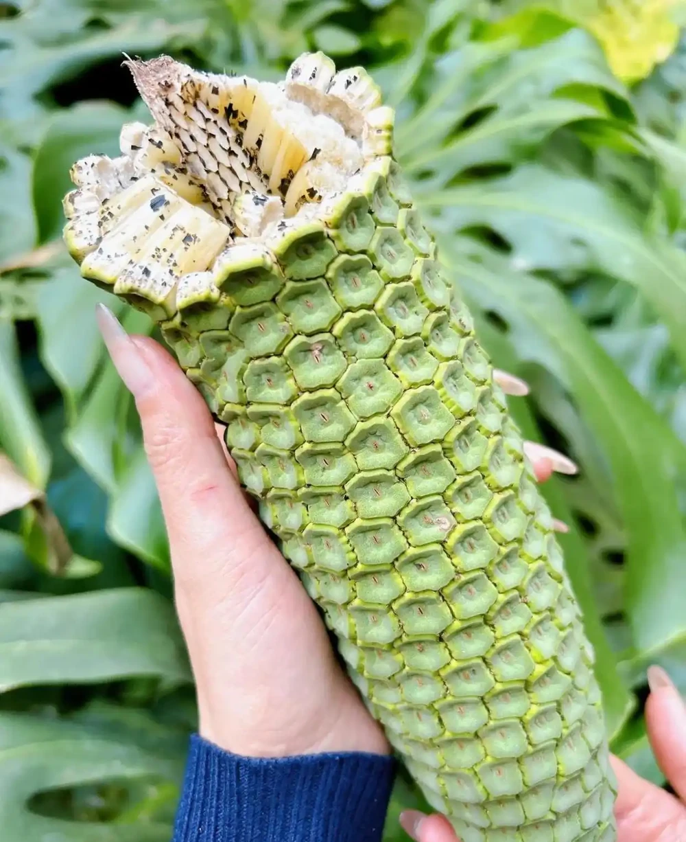 遼寧一女子養了8年的龜背芋,竟結出軟糯果實,感嘆:真是開眼了