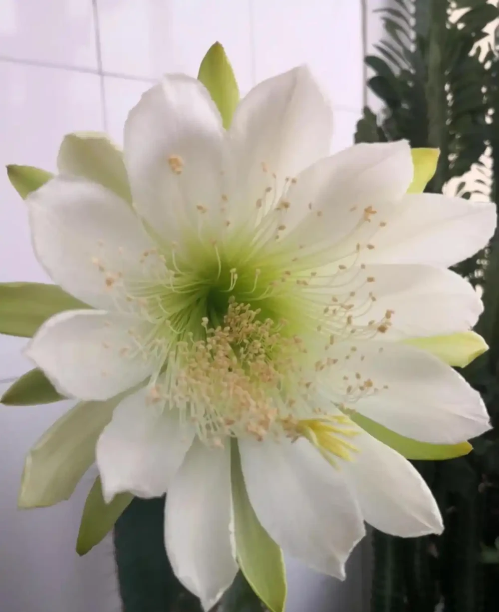 太有靈性了!爺爺「決定送走30年仙人柱」的當天,它開花了,網友:成精了